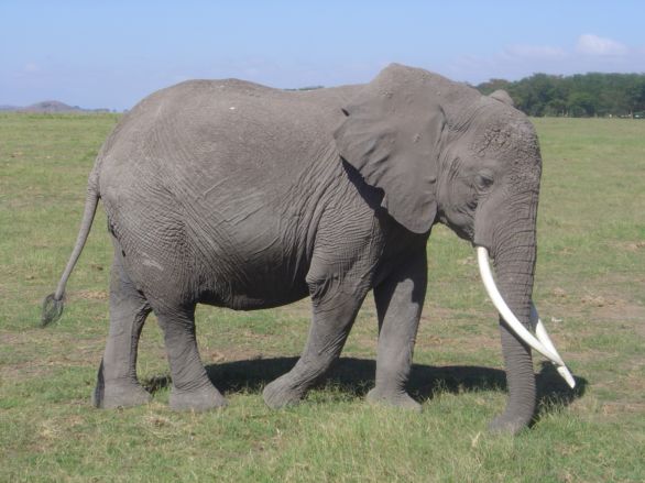 Elephant mâle solitaire