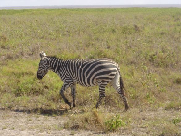 Zèbre dans le parc d'Amboseli