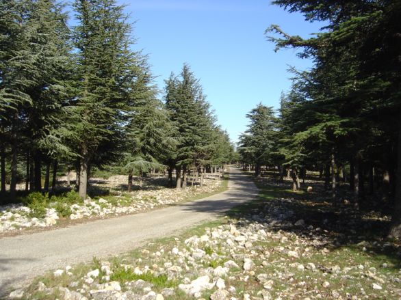 La forêt des Cèdres