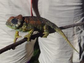 Caméléon