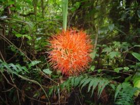 Superbe fleur, visible vers 2500 m