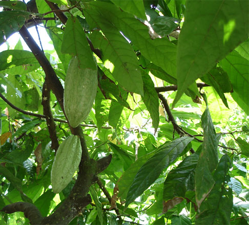 Gousse de caf robusta, en Rpublique-Dominicaine