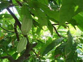 Gousse de café robusta, en République-Dominicaine
