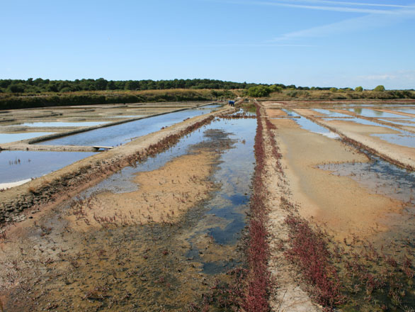 Le marais salant de Guérande