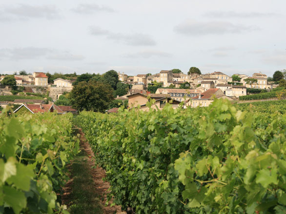 Le vignoble de Saint-Emilion