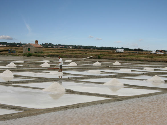 Marais salants, île de Noirmoutier