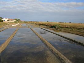 Marais salant dans le Marais Breton