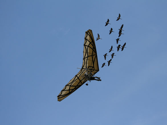 Le spectacle des oiseaux du Puy du Fou