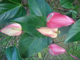 Anthurium