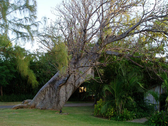 Un superbe Baobab 