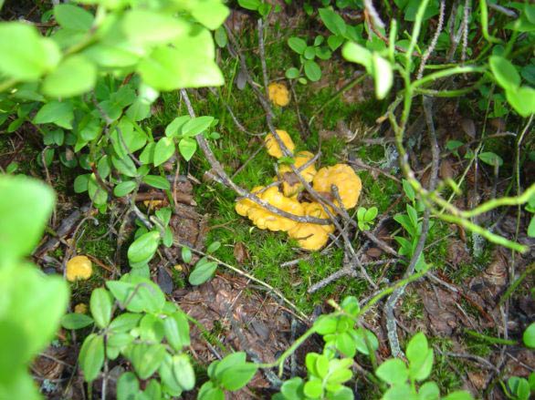 Chanterelle