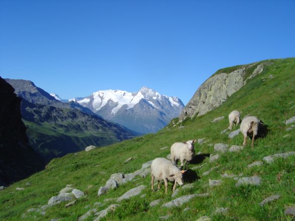 Moutons et Mont-Pourri