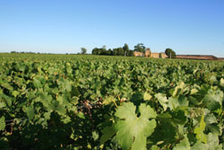 Le vignoble de Bordeaux
