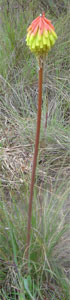 Flore d'altitude, Kenya