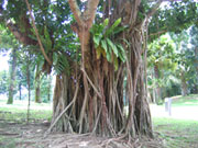 Le Banian, arbre tropical
