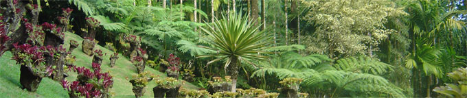 Le jardin de Balata, Martinique