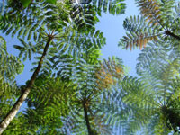 Fougres arborescentes aux jardins de Balata