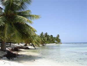 Cocotiers en Rpublique-Dominicaine