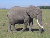 Serengueti, elephant