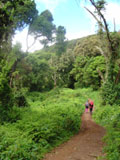 La fret du Kilimanjaro