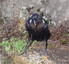 Un oiseau vers 3700 mtres d'altitude