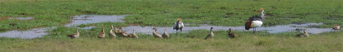 Oiseaux, Manyara