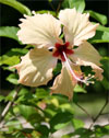 Vanuatu hibiscus