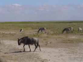 Gnou dans le parc d'Amboseli