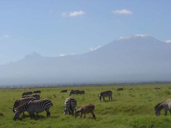 Troupeau de zèbre dans le parc national d'Amboseli