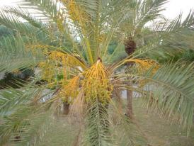 palmier datier