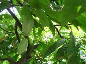Gousse de café robusta, en République-Dominicaine