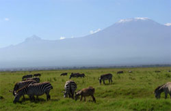Kenya Amboseli Kili