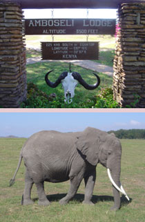 Elephant dans le parc nationnal d'Amboseli, Kenya