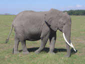 elephant en Tanzanie