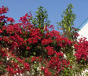 Fleur tunisie